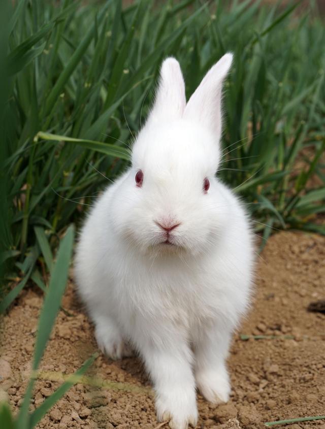 2023年兔宝宝忌讳几月出生，2023年兔宝宝五行属什么（一只兔子忌讳几个月的出生）