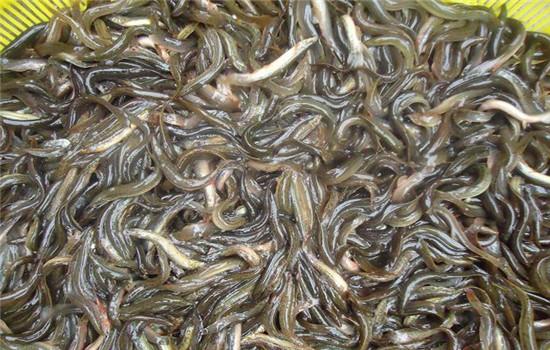 泥鳅怎么养殖，泥鳅怎么养殖才好（无土泥鳅养殖技术）