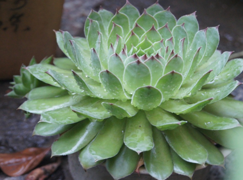 观音莲的养殖方法和注意事项，观音莲的养殖方法和注意事项 新闻（观音莲盆栽这么养）