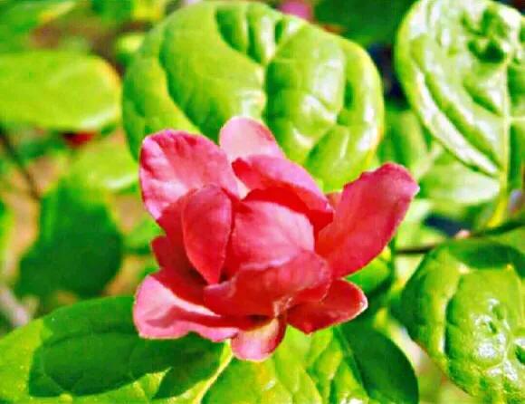 夏腊梅，美国夏腊梅，这种国家珍稀花正是结果期（美国夏腊梅什么价格）