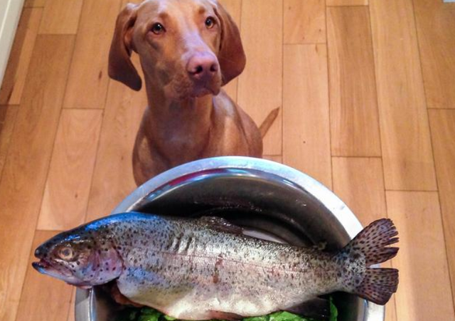 狗狗能不能吃牛肉，狗狗能不能吃牛肉粒零食（铲屎官注意了）