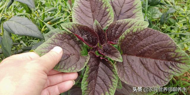 汉菜的作用和功效，汉菜的功效与作用（农村常见的苋菜为啥叫“长寿菜”）