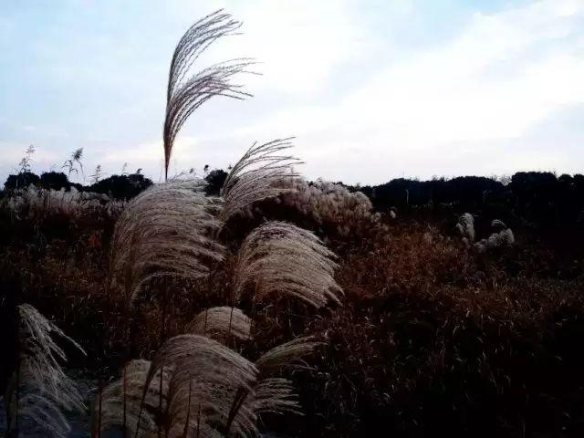 荻花的花语，荻花的花语是什么（草木人间*诗意荻花）