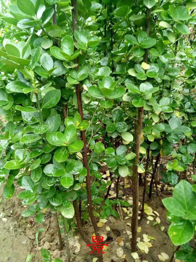 北方常绿灌木有哪些，北方常绿灌木有哪些种类（北方常绿植物名称及简介）