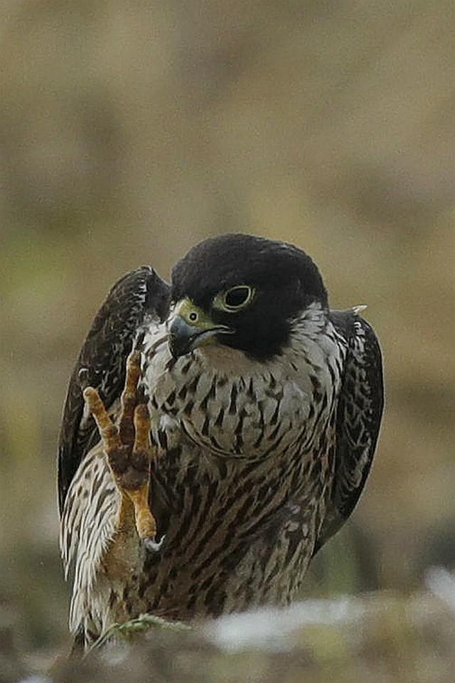 隼是什么鸟，生物演化史上的速度巅峰（隼是什么鸟吃什么食物）
