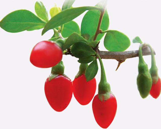 过早吃枸杞会怎么样，无病防身”这话对吗