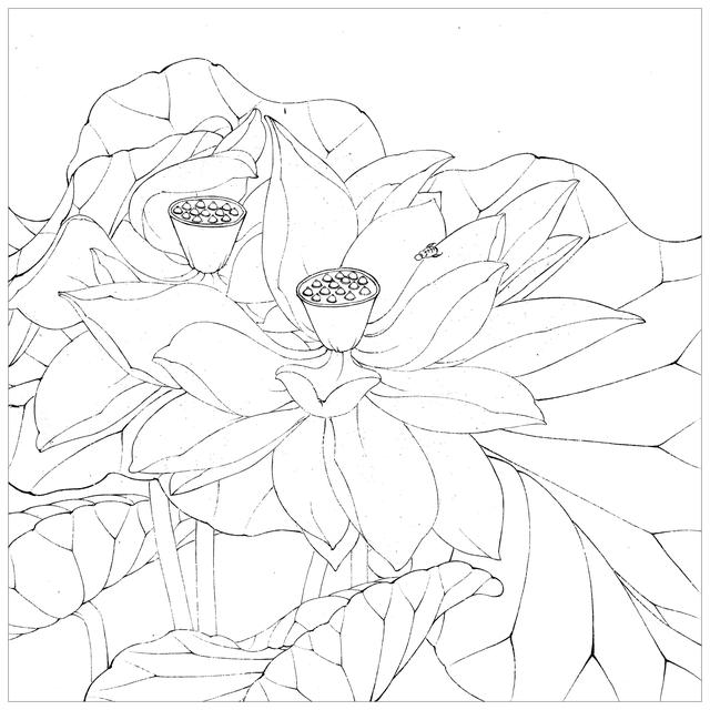工笔荷花白描，高清工笔荷花白描 110幅