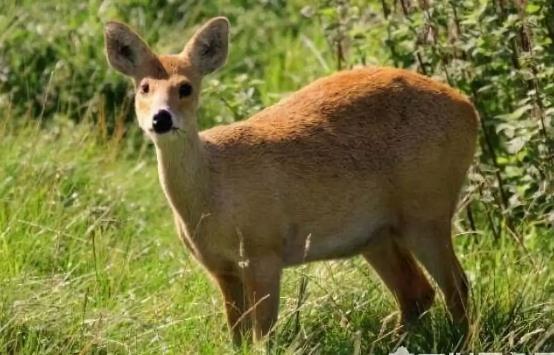 哺乳动物有哪些，世界上哺乳类动物有哪些（哺乳类动物和图片）