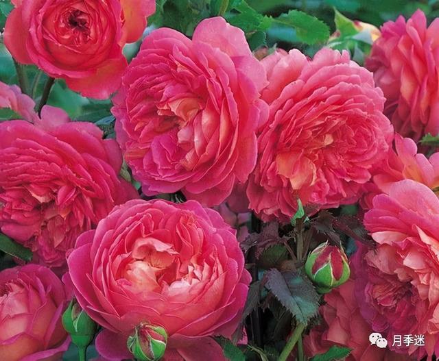 月季花品种，十大经典品种（凭一己之力撑起了整个花园的颜值）