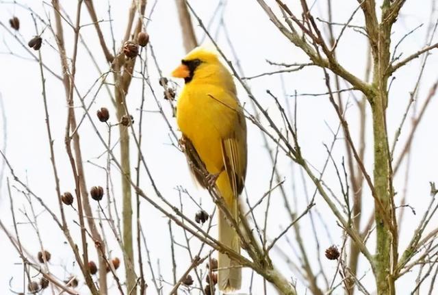 植物活化石有哪些，​17个颜色变异的动植物（植物活化石有哪些种类）