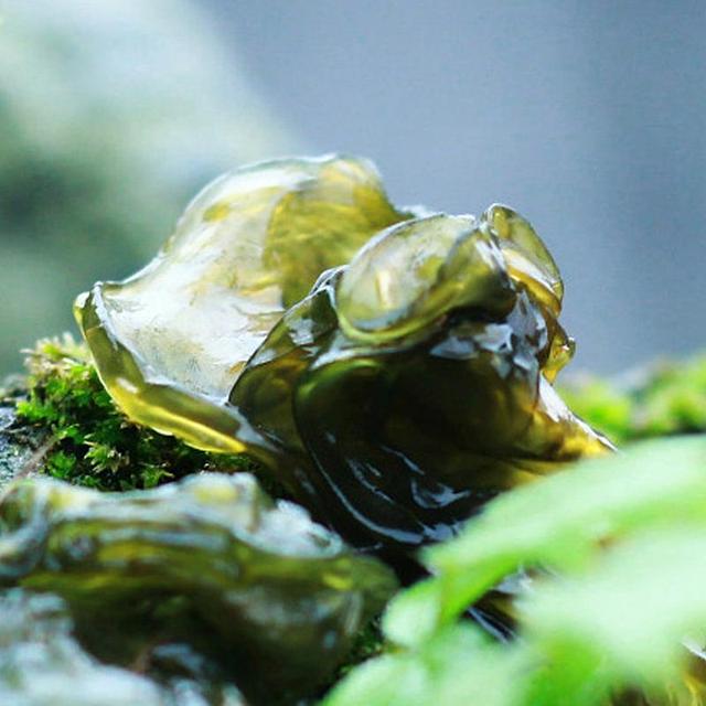 地曲莲怎么吃，吃地曲莲有什么好处（晒干的野生地皮菜价格100元/斤）