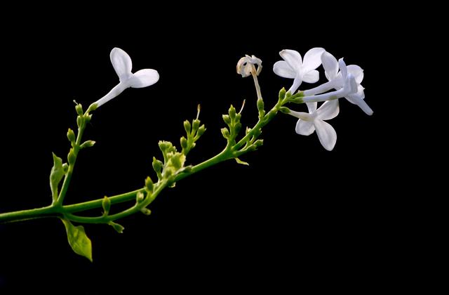 水瓶座的梦想会被遗忘到哪，水瓶座的梦想会被遗忘到哪个星球（十二星座童年时的梦想各是什么）