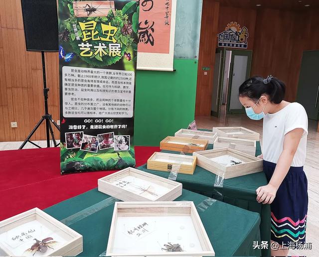 昆虫的秘密有哪些,了解昆虫世界的秘密 昆虫的秘密有哪些,了解昆虫世界的秘密