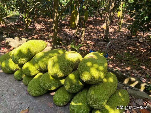 菠萝蜜切开后剩下的怎么保存（放一个月都不坏）