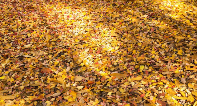 树叶的作用，白香树叶的作用（可以改善增肥土壤）