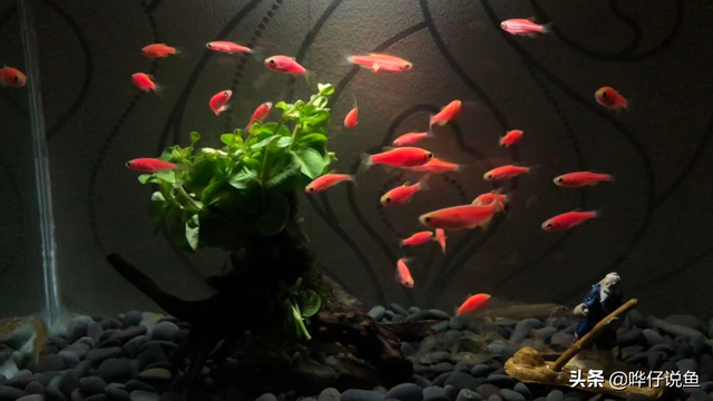 斑马鱼的寿命，斑马鱼多久繁殖一次（连难缠的金鱼都不在话下）