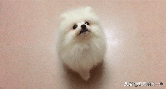 怎样分辨博美犬的性格，小博美的这几个性格特点