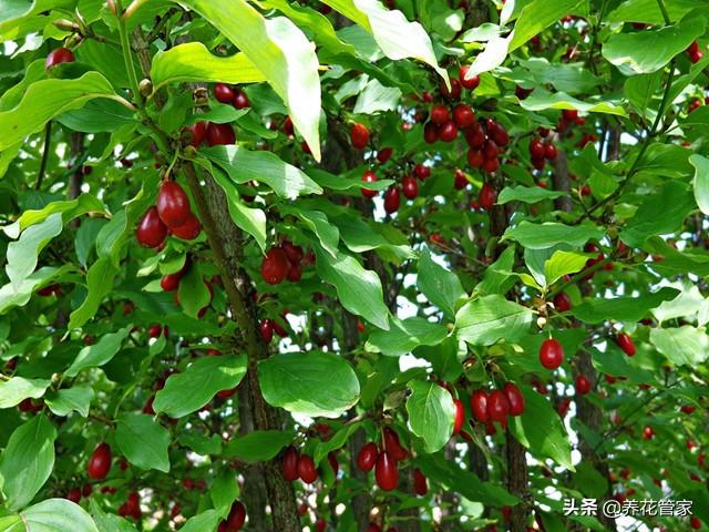 小花梾木的功效与作用，茉莉花的功效（<lai>木的四季）
