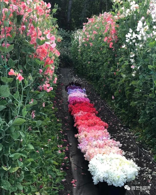 香豌豆的花语是什么，野豌豆的花语（欧洲人心目中的“切花之后”）