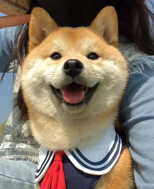 柴犬尴尬期后的表现，柴犬尴尬期鬼见愁