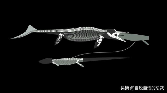 十大怪异鲨鱼，10000米长的蜈蚣（背后隐藏着一个人类起源的故事）