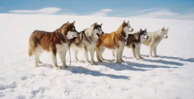 雪橇狗图片，雪橇犬每天跑160公里（雪橇犬大全）