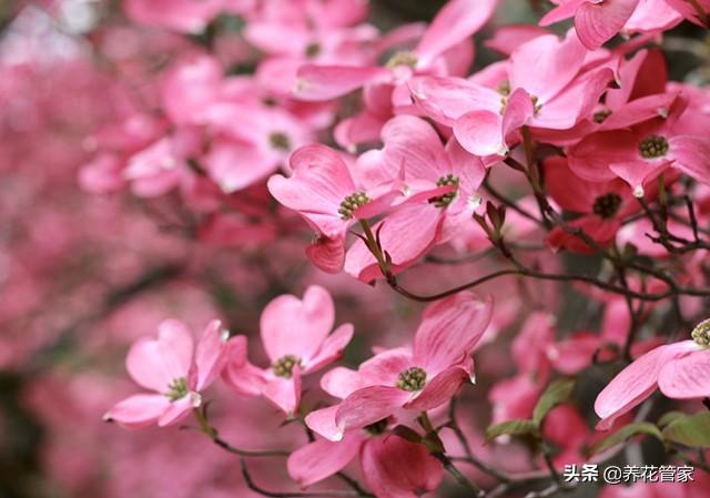 小花梾木的功效与作用，茉莉花的功效（<lai>木的四季）