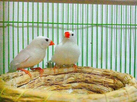 玉鸟吃什么饲料好，玉鸟吃什么饲料好（白玉鸟的饲养方法）