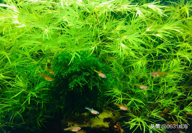 鱼缸如何调节水泵的出水量，养鱼养草中要注意的细节