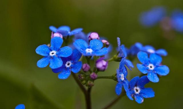 勿忘我花语，勿忘草中永恒爱（勿忘我鲜花图片）