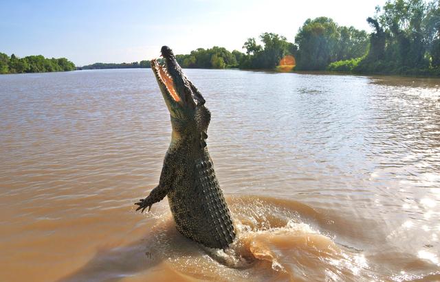 咸水鳄又被称为湾鳄,食人鳄或河口鳄,是所有鳄鱼中最大的亚种,也是