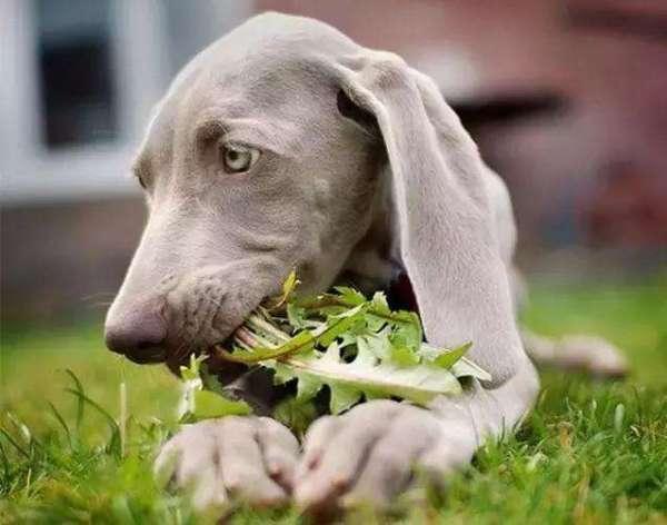 狗狗吃草是什么原因,狗狗吃草是怎么回事(感到不舒服只是其一)