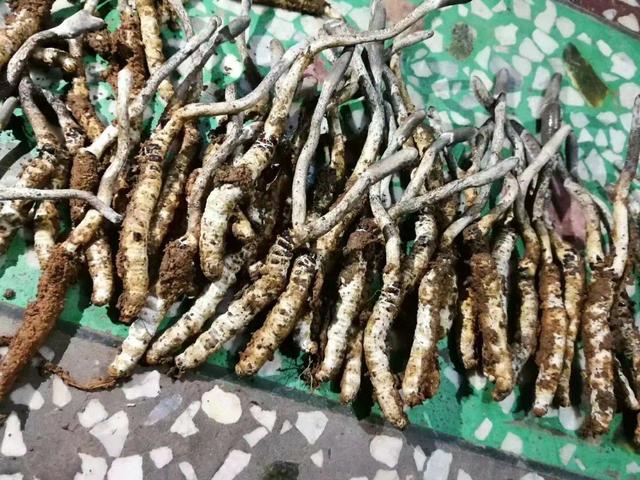 冬虫夏草怎么鉴别，如何鉴别冬虫夏草的真假（认准这几个特点就够用了）