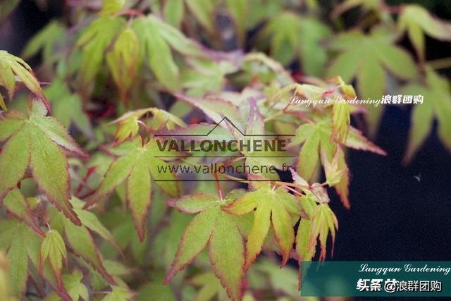 什么样的枫树填空。，什么的枫树填空词语二年级（增添了花园四季色彩之美）