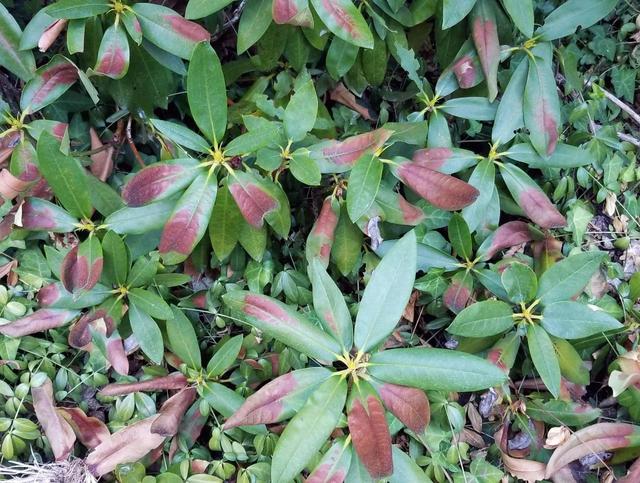 杜鵑花掉葉子,杜鵑花買回來掉花苞,掉葉子(杜鵑花葉子黃了什麼原因)