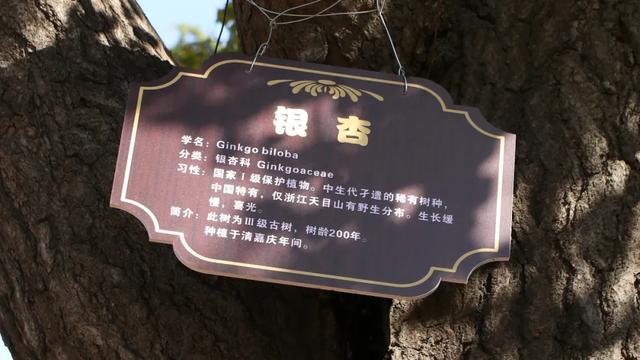 许昌旅游景点有哪些,许昌旅游景点有哪些地方(带你感受专属秋天的浪漫景色) 许昌旅游景点有哪些,许昌旅游景点有哪些地方(带你感受专属秋天的浪漫景色)