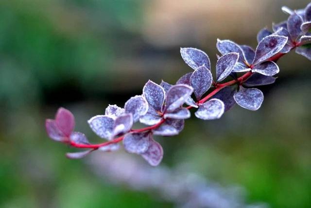 关于霜降的古诗词有哪些，关于霜降的古诗词有哪些三年级（关于的经典诗词送给您）