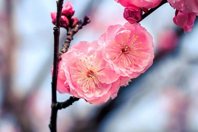 花柄花梗茎的区别，花梗和花茎的区别（一树一树的花花花花花花开）