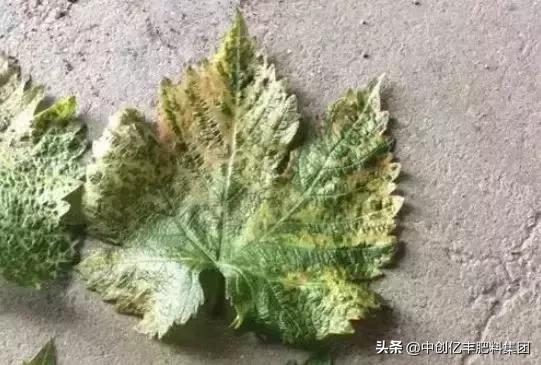 葡萄叶子发黄是怎么回事，葡萄树叶子发黄怎么办（究竟是病害、虫害、药害）