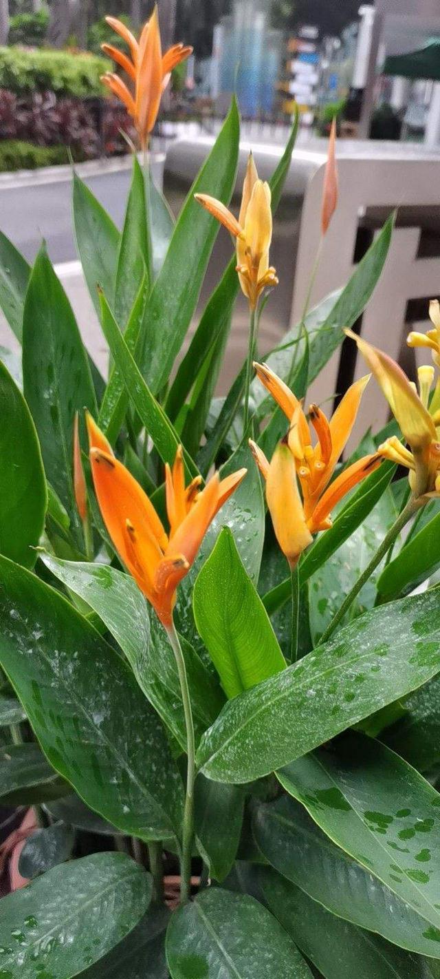 花卉图片及名称大全，常见绿植花卉及名称大全（100种常见花图鉴）