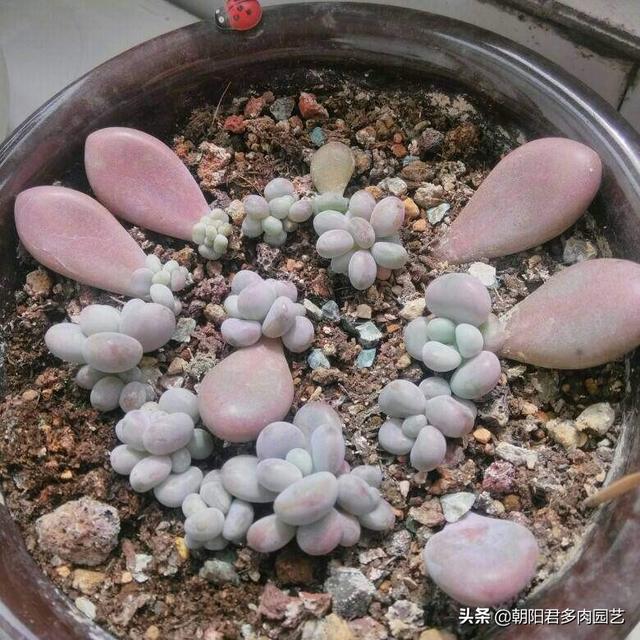 多肉扦插方法图解，多肉扦插方法图解视频（多肉扦插繁殖）