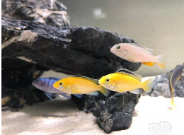 慈鲷，最适合新手的观赏鱼之一（慈鲷鱼能和哪些鱼混养）