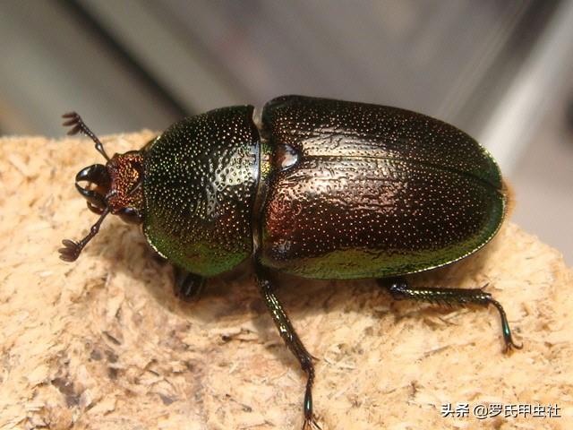 楸型虫是什么，楸型虫图片欣赏（这些金锹你都认识）