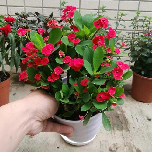 虎刺梅，虎刺梅“有毒”很多人还是养家里（虎刺梅黄叶是怎么回事）