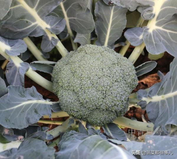 十字花科的植物有哪些，十字花科的常见植物（专家团队、种子经销商看中了哪些甘蓝、大白菜、青花菜品种）