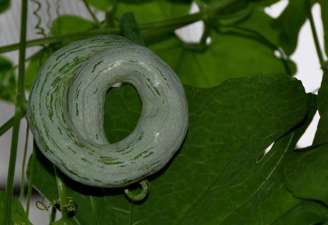 蛇瓜（蛇瓜种植技术，1株够吃大半年（蛇瓜哪里产的）