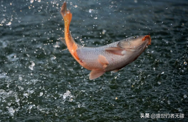 野钓江河饵料调配技巧：实战配方助你轻松诱鱼上钩
