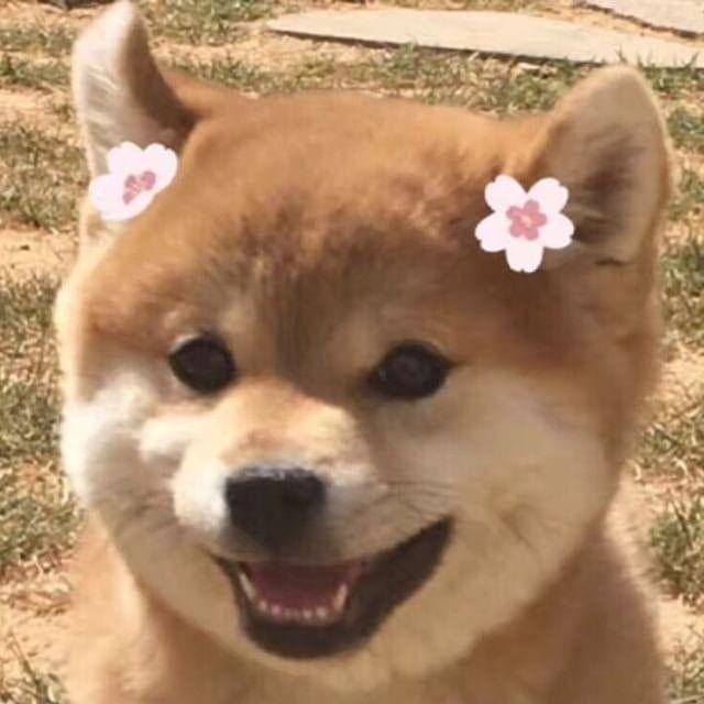 可爱傻屌头像微信，可爱傻屌头像（一些可爱又沙雕的头像）