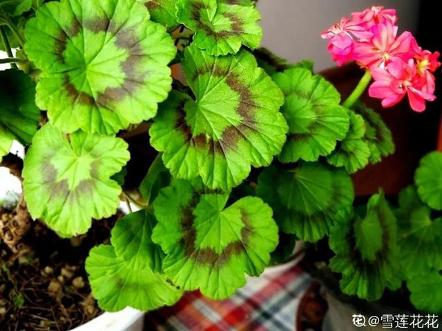 栀子花叶子发黄是什么原因，栀子花叶子发黄的原因是什么（栀子花叶子发黄）