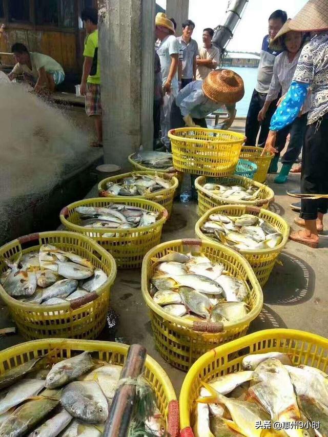 平鱼和鲳鱼的区别，平鱼和鲳鱼的区别图片（再也不会被鱼贩忽悠了）